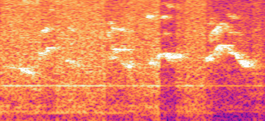 Spectrogram / Audacity session screenshot